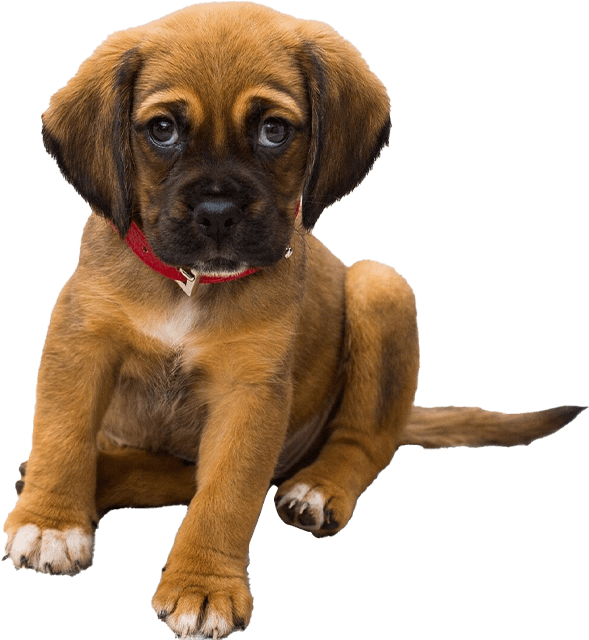 A brown puppy sitting on top of a green background.