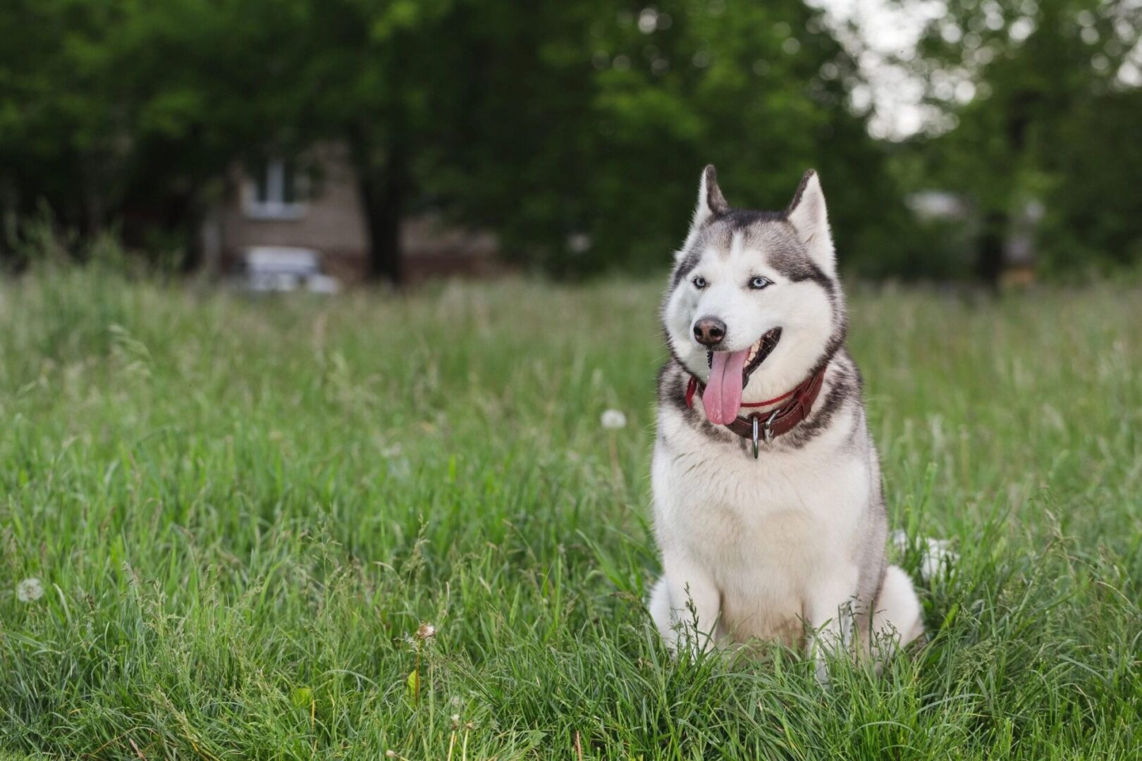 A husky dog sitting in the grass with its tongue hanging out.