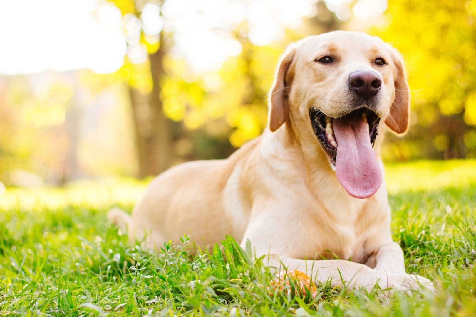 A dog laying in the grass with its tongue hanging out.