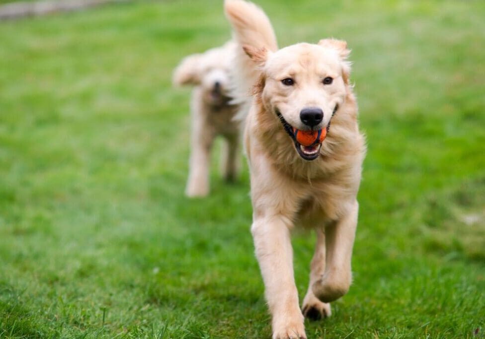 A dog running in the grass with its mouth open.