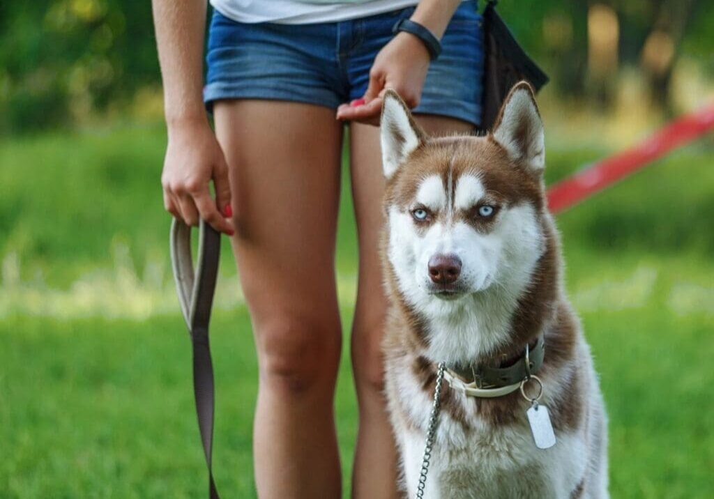 A woman is holding the leash of her husky dog.