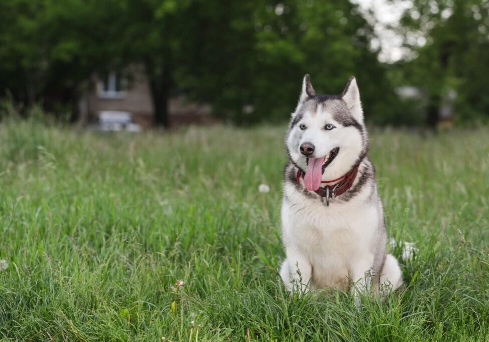 A husky dog sitting in the grass with its tongue hanging out.