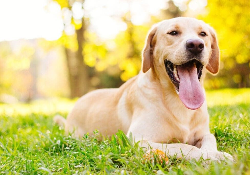 A dog laying in the grass with its tongue hanging out.